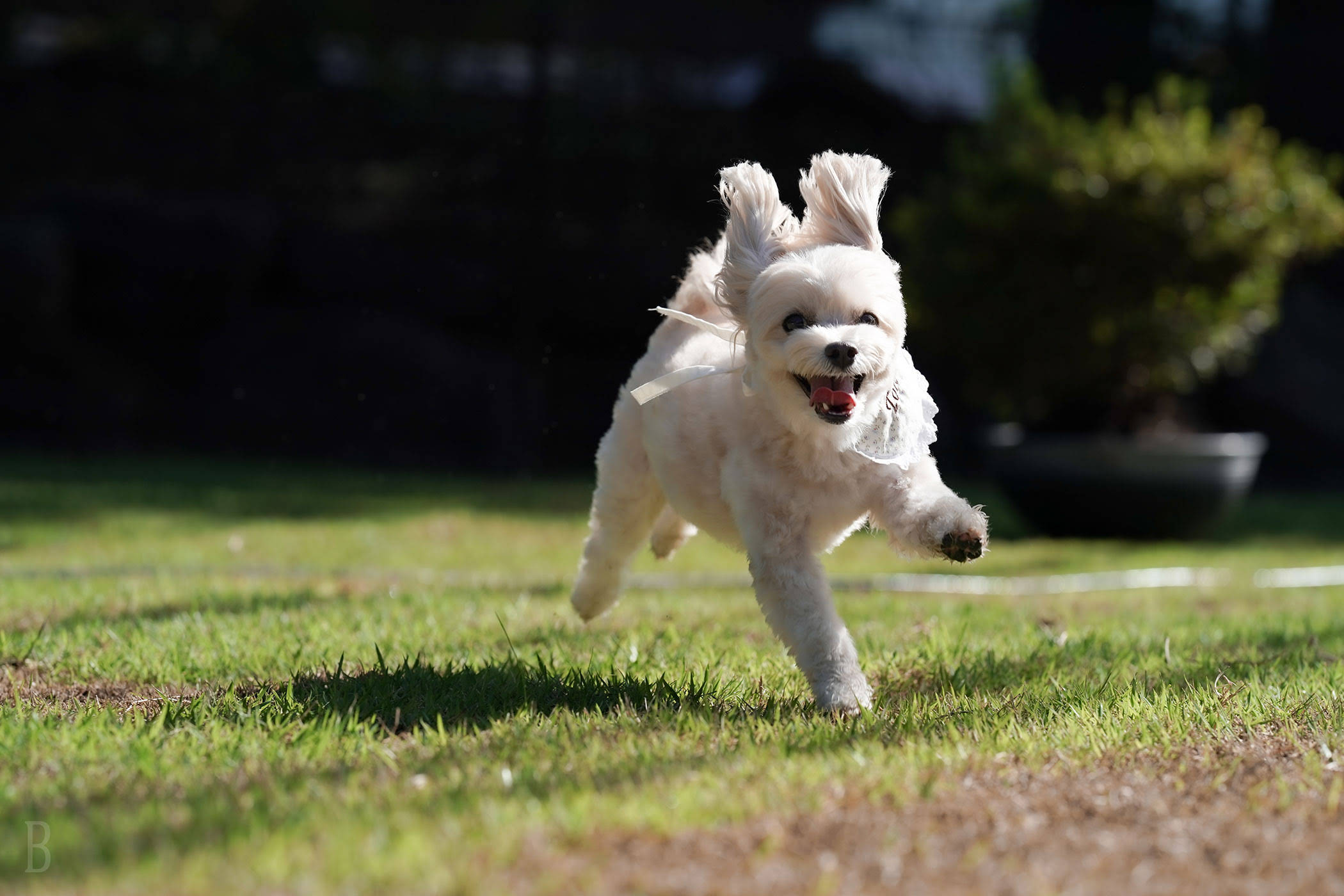 愛犬へ