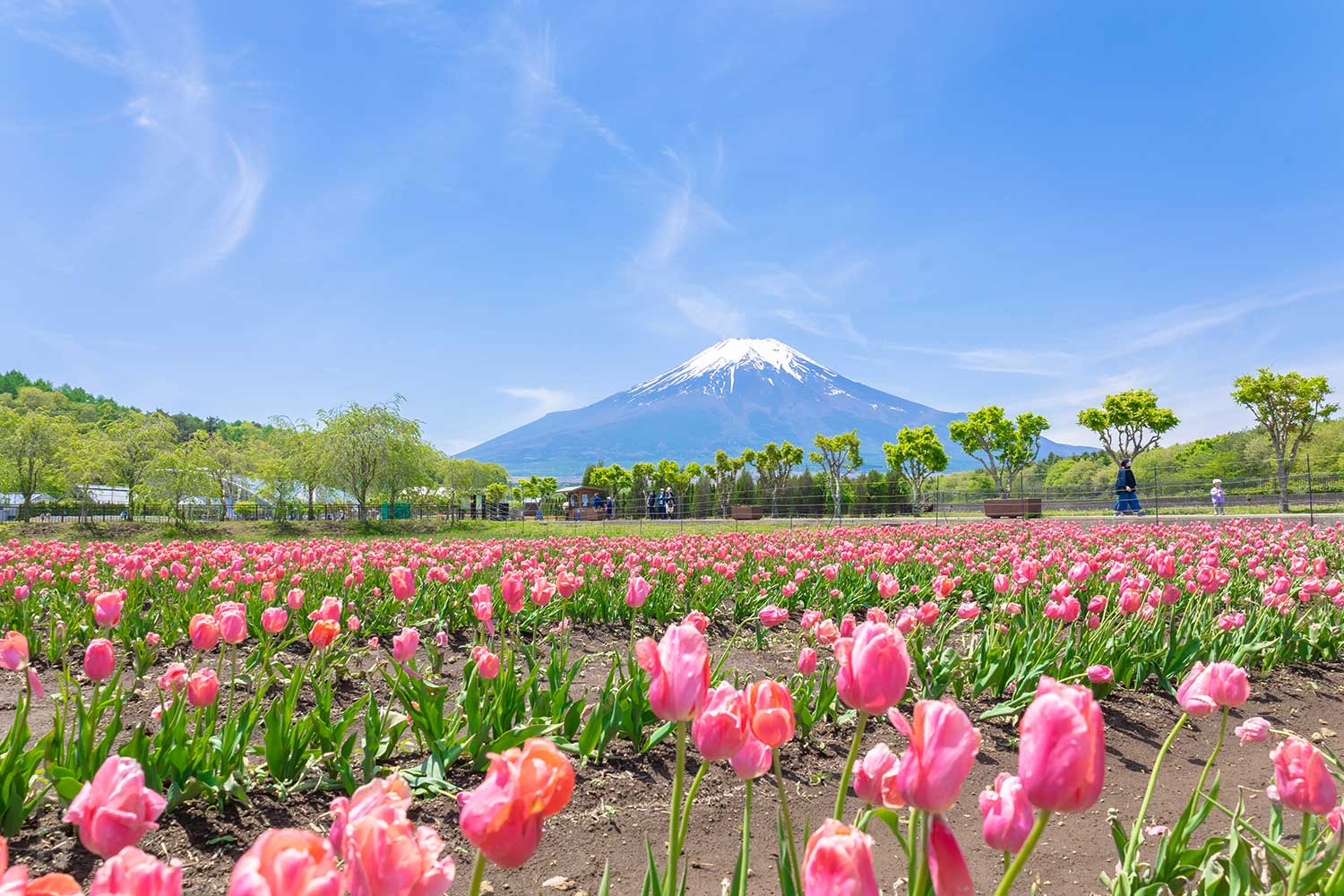 山中湖花の都公園